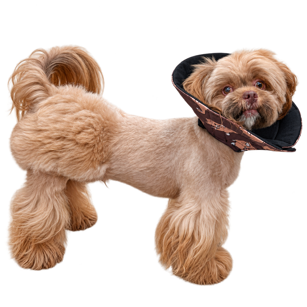 Collar isabelino suave Perro