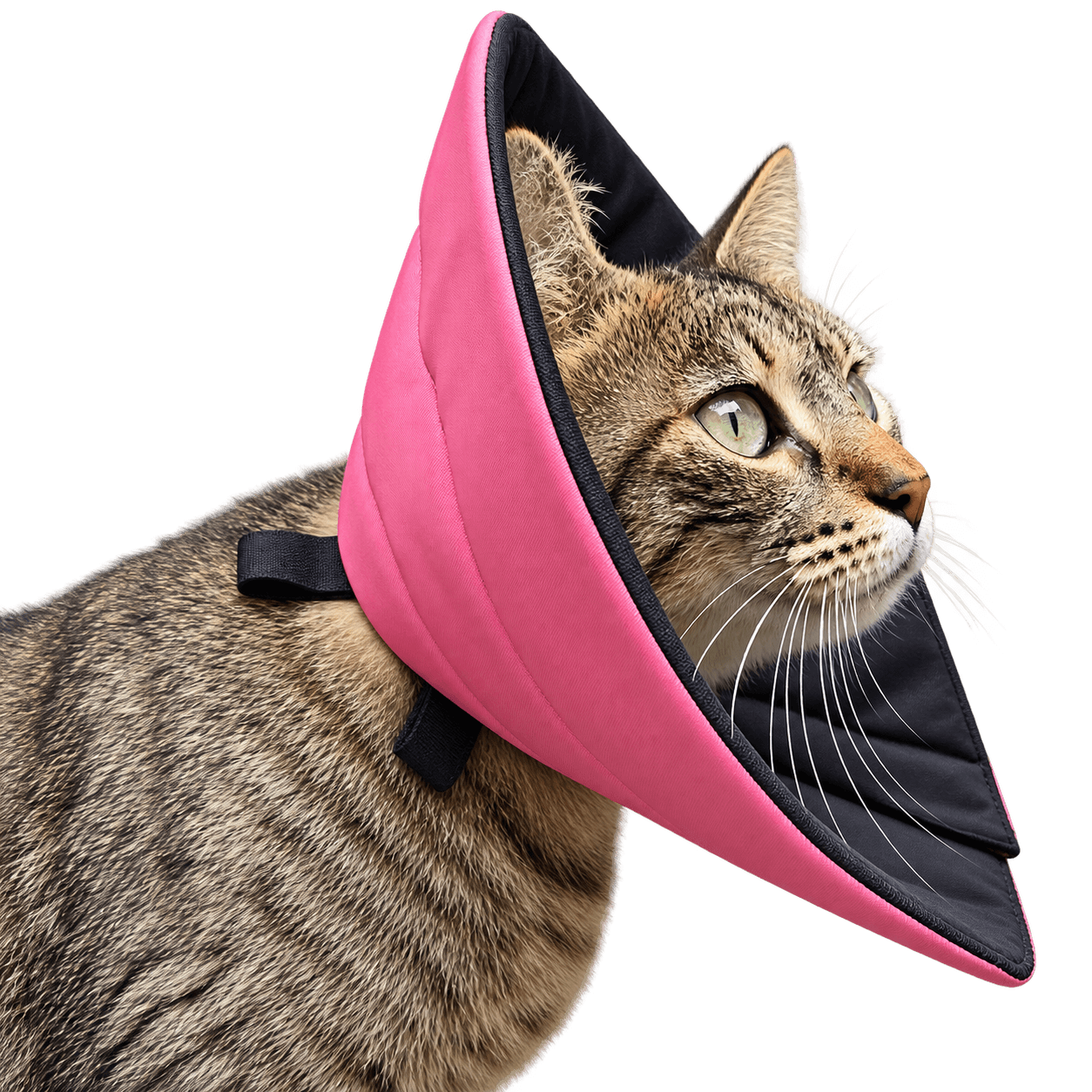 Collar isabelino suave gato